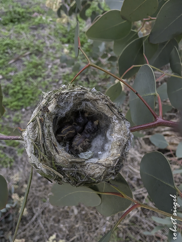 emily renzel wetlands 2026